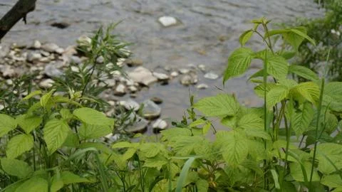 Nature Stock Photos
