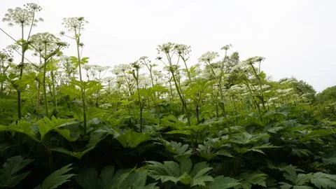 Nature Foto stock