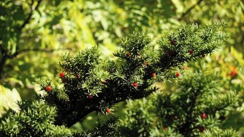 Nature Stock Photos