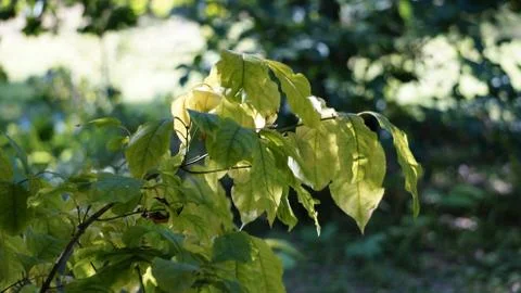 Nature Stock Photos