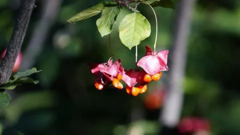 Nature Foto stock