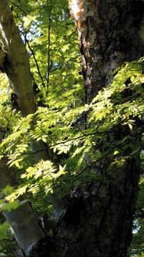 Nature Stock Photos