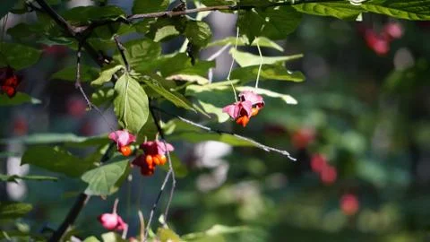 Nature Stock Photos