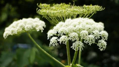 Nature Stock Photos