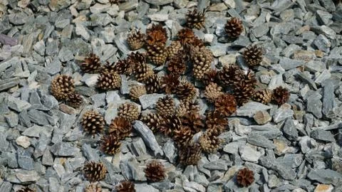 Nature Foto stock