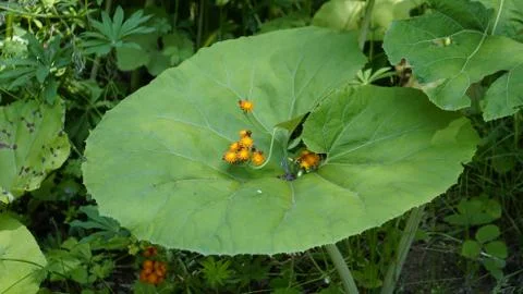Nature Stock Photos