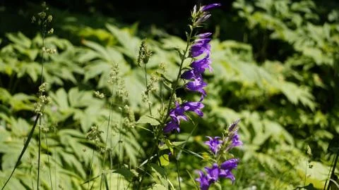 Nature Stock Photos