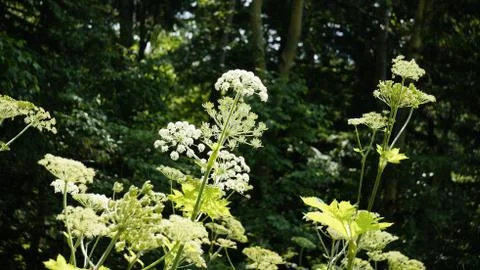 Nature Stock Photos