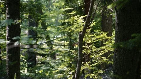 Nature Stock Photos