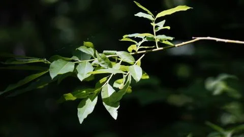 Nature Stock Photos
