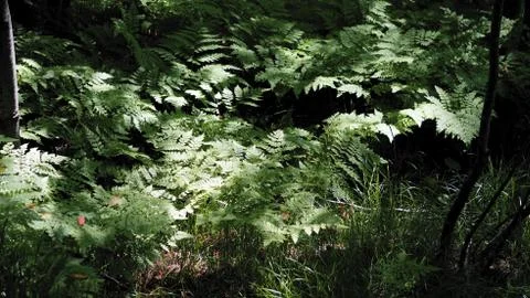 Nature Stock Photos