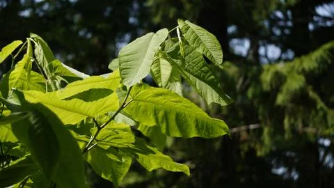 Nature Stock Photos