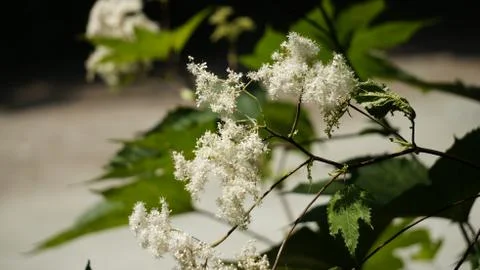 Nature Stock Photos