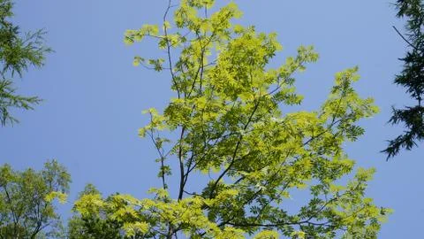 Nature Foto stock