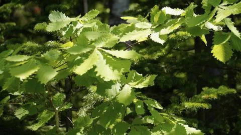Nature Stock Photos