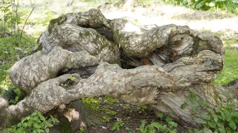 Nature Foto stock