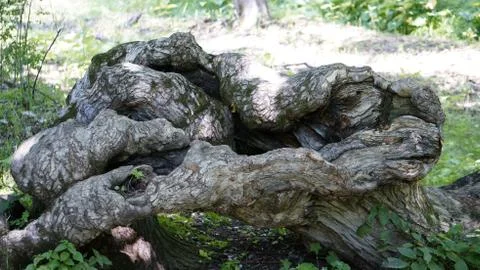 Nature Stock Photos