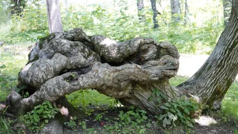 Nature Stock Photos