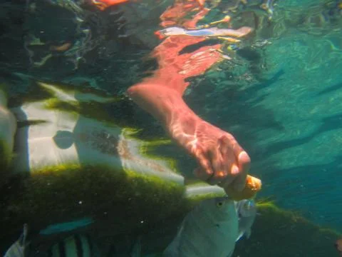 Nature Stock Photos