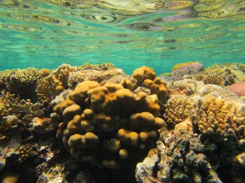 Nature Stock Photos