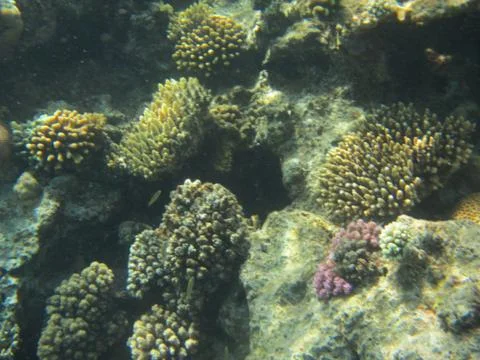 Nature Stock Photos