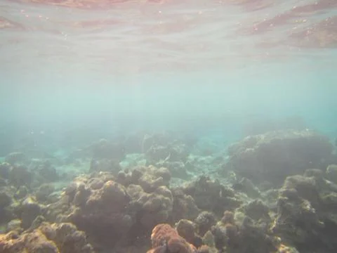Nature Stock Photos