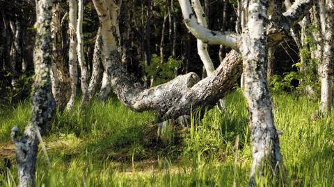 Nature Foto stock