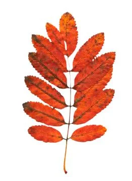 Nature Stock Photos