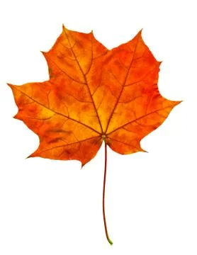 Nature Stock Photos