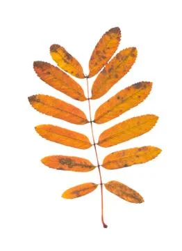Nature Stock Photos