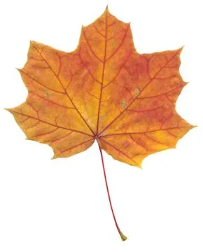 Nature Stock Photos