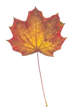 Nature Stock Photos