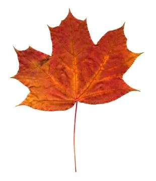 Nature Stock Photos
