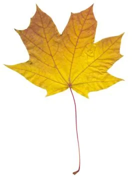 Nature Stock Photos