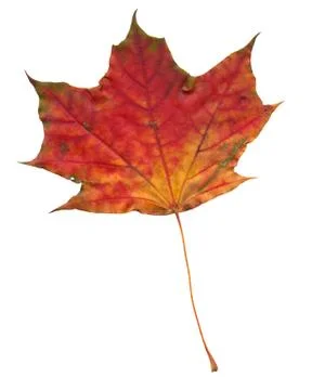 Nature Stock Photos