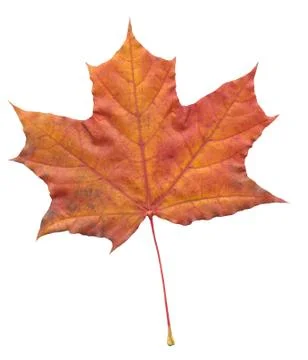 Nature Stock Photos