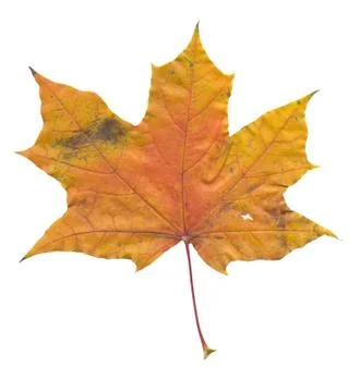 Nature Stock Photos