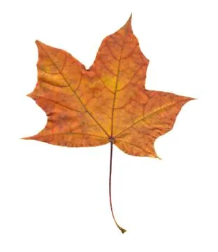 Nature Stock Photos