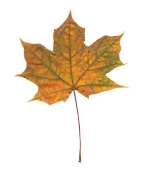 Nature Stock Photos