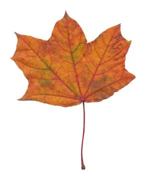 Nature Stock Photos
