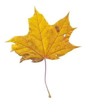 Nature Stock Photos
