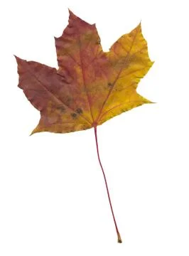 Nature Stock Photos