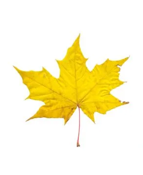 Nature Stock Photos