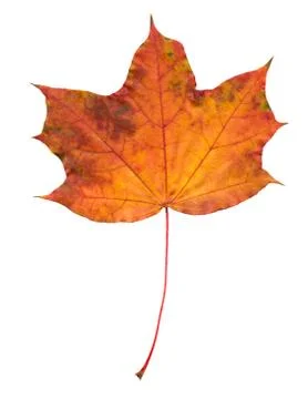 Nature Stock Photos