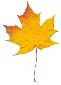 Nature Stock Photos