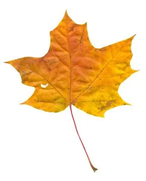 Nature Stock Photos