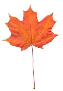 Nature Stock Photos