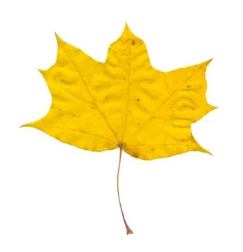 Nature Stock Photos