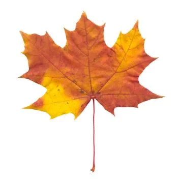 Nature Stock Photos