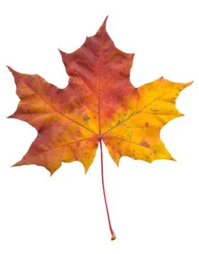Nature Stock Photos